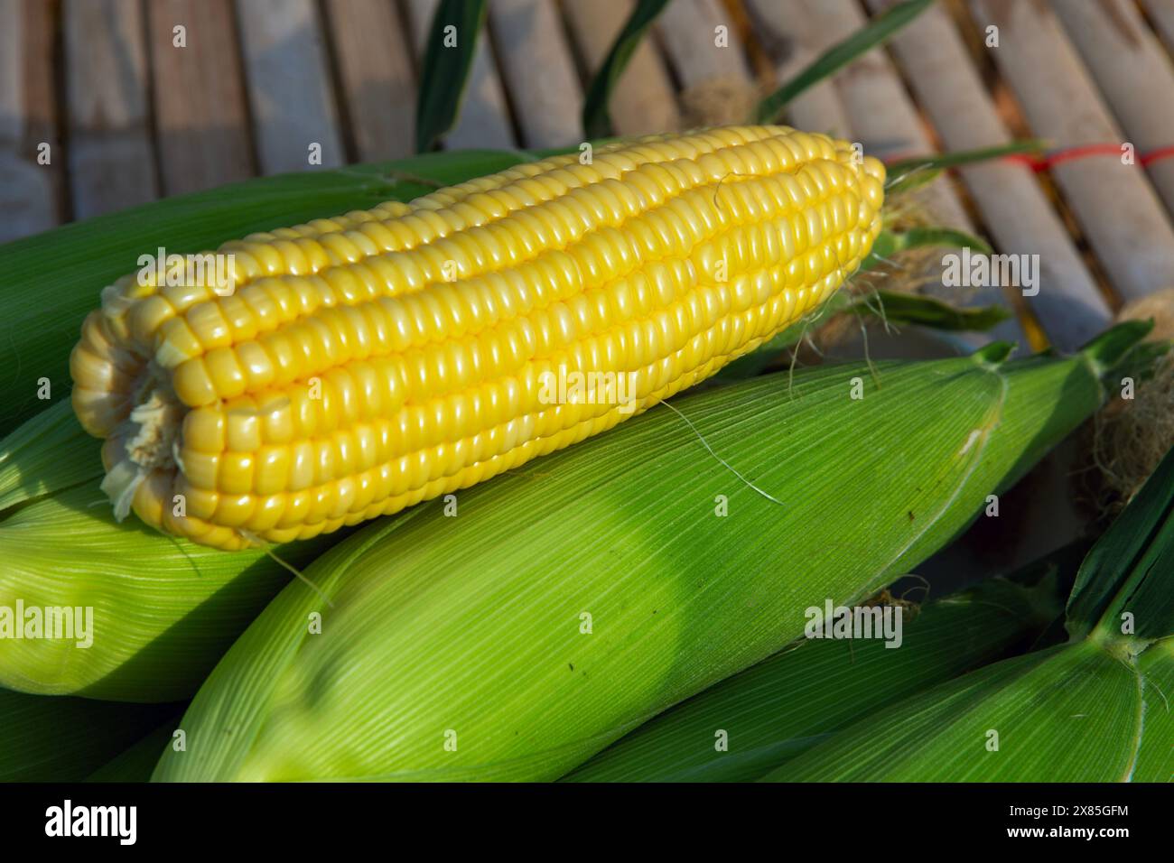 Frisch gepflückter Mais vom Feld kann als Zutat für das Kochen köstlicher, frischer und gesunder Speisen verwendet werden. Stockfoto