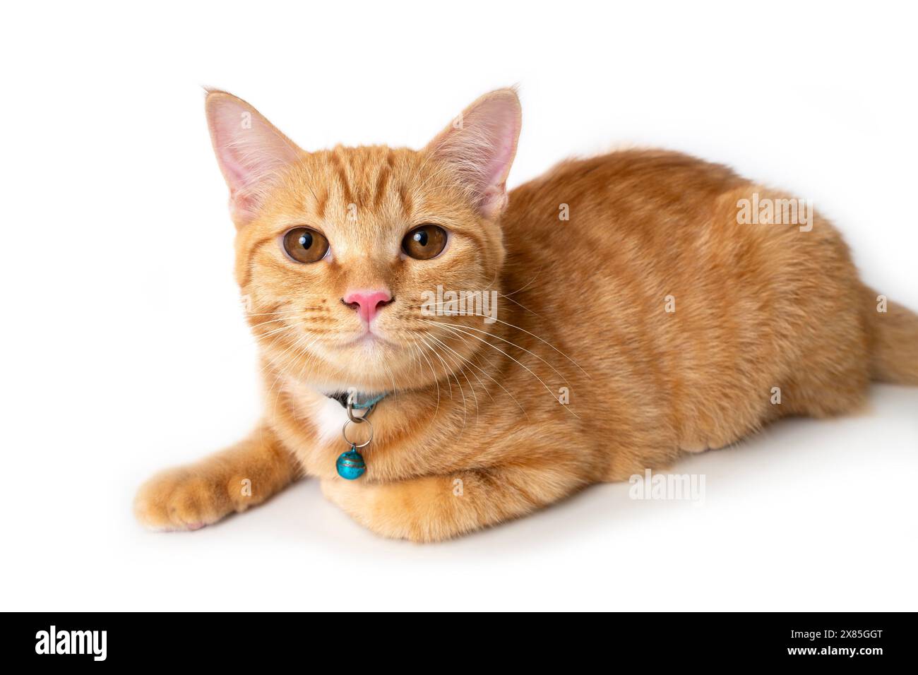 Portraitfoto einer orangen Hauskatze, die sich hinlegte und direkt auf die Kamera schaute, auf weißem Hintergrund. Stockfoto