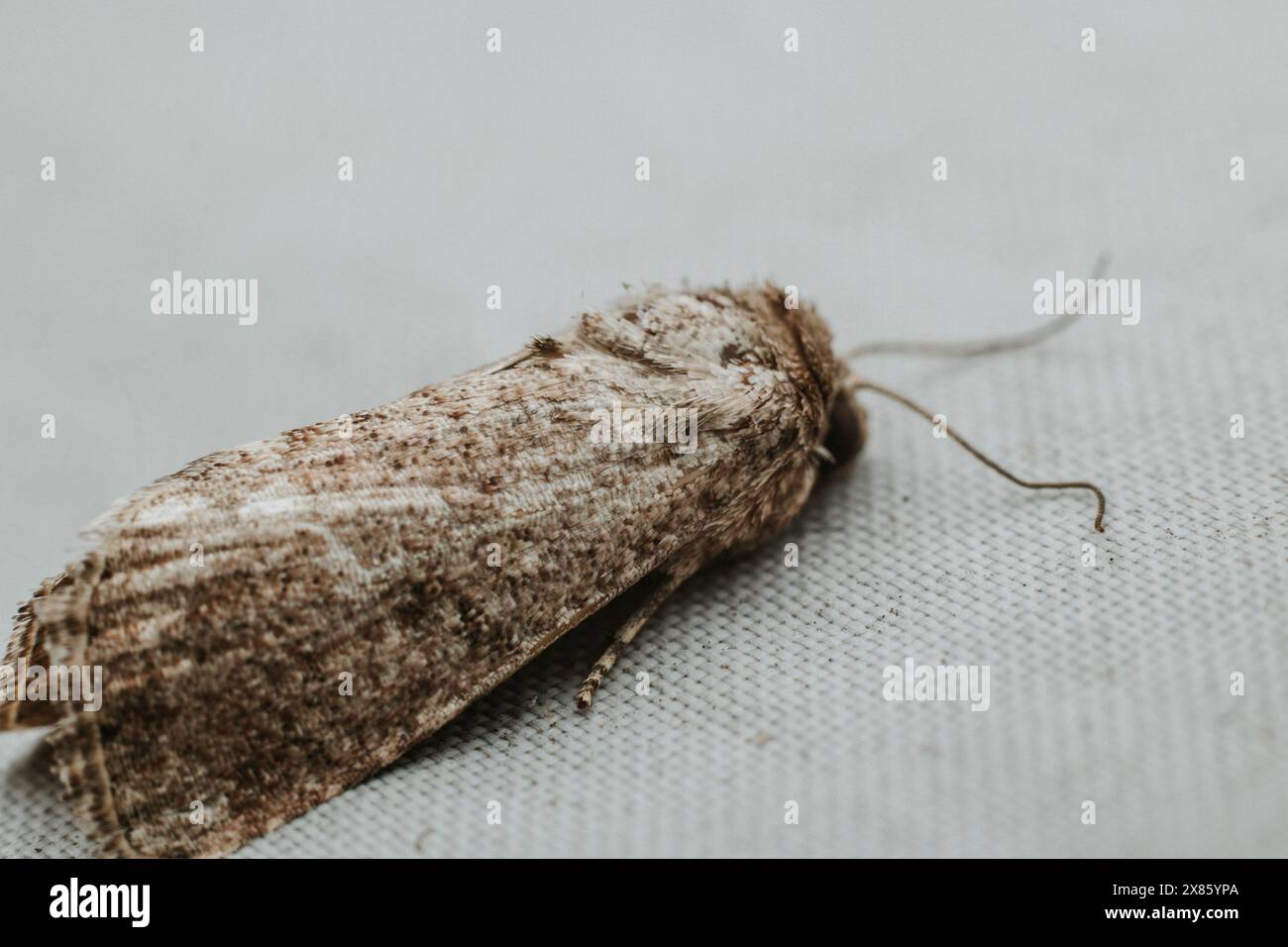 Seitenansicht einer sterbenden braunen Motte auf einem weißen Tuch Stockfoto