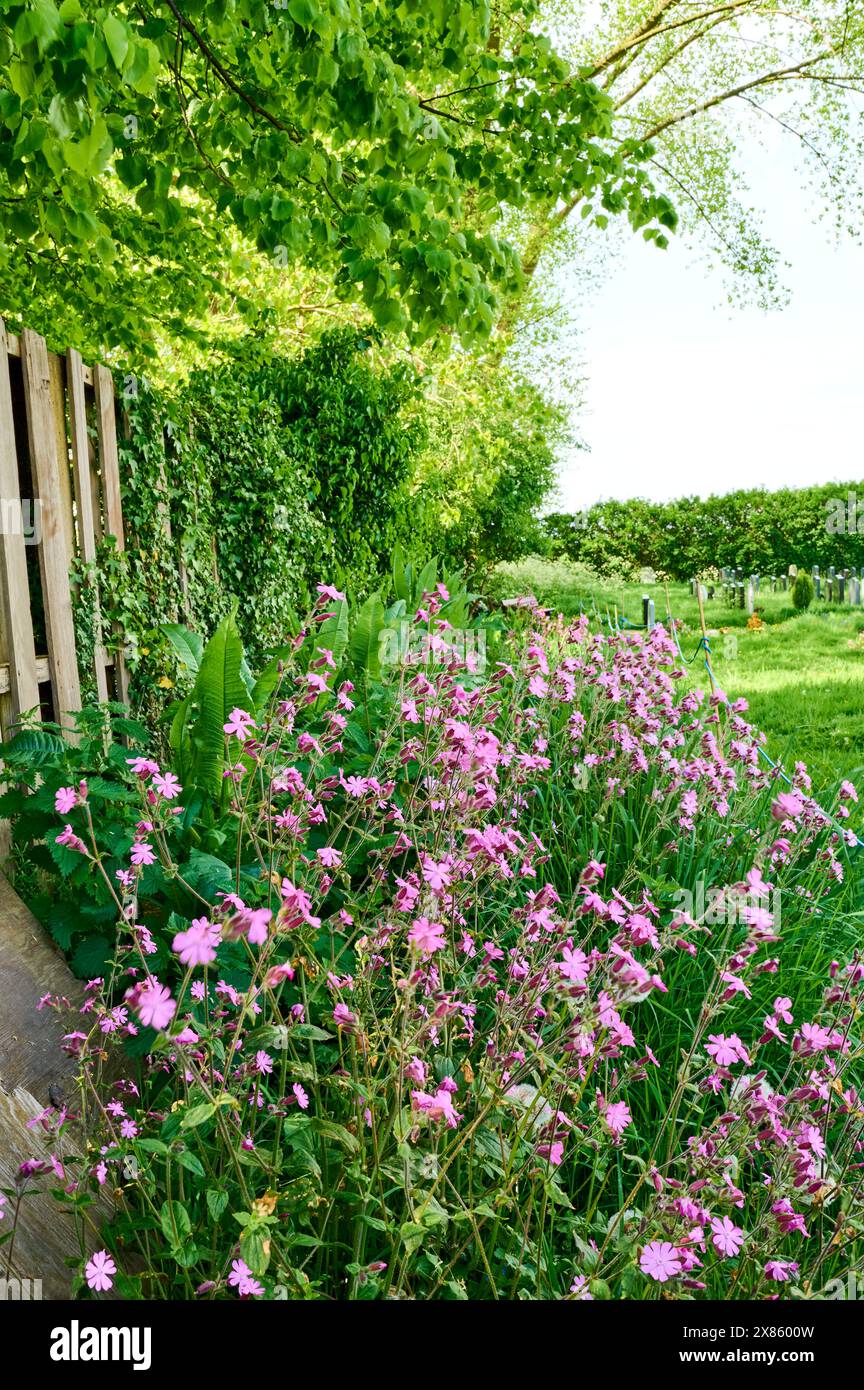 Abseilen des Bereichs auf dem Friedhof, damit Wildblumen wachsen können Stockfoto