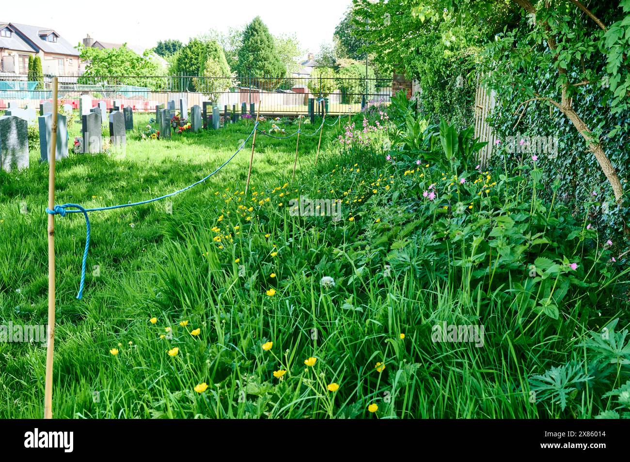 Abseilen des Bereichs auf dem Friedhof, damit Wildblumen wachsen können Stockfoto