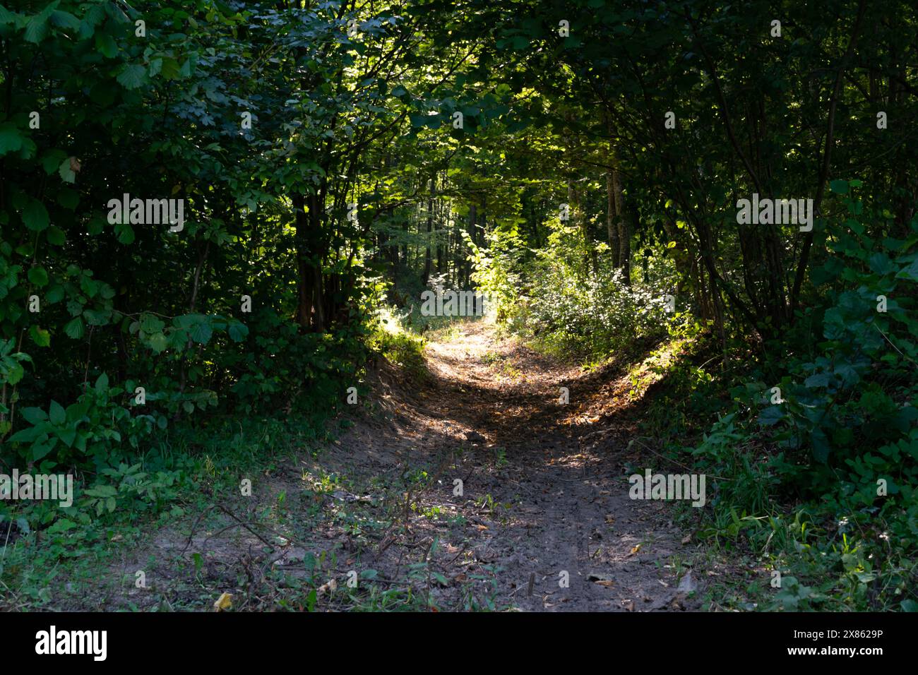 Ein ruhiger Waldweg, beleuchtet von Sonnenlicht, schlängelt sich durch üppiges Grün. Ideal für Themen wie Natur, Ruhe und Outdoor-Entdeckungen. Stockfoto