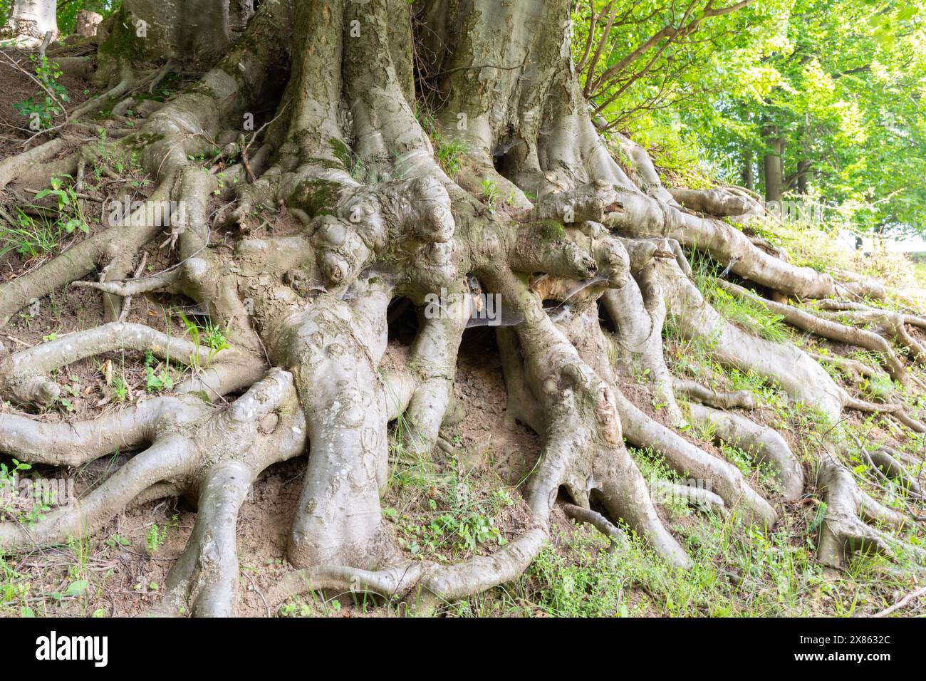 Massive Baumwurzeln, Die Sich Über Den Waldboden Ausbreiten Stockfoto