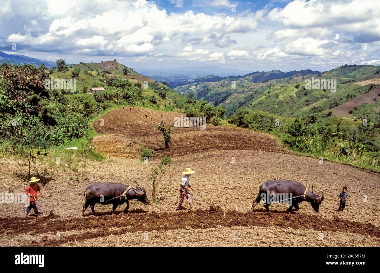 Philippinen, Mindanao; Bauern pflügen den Boden mit Pflügen, die von Wasserbüffeln gezogen werden Stockfoto