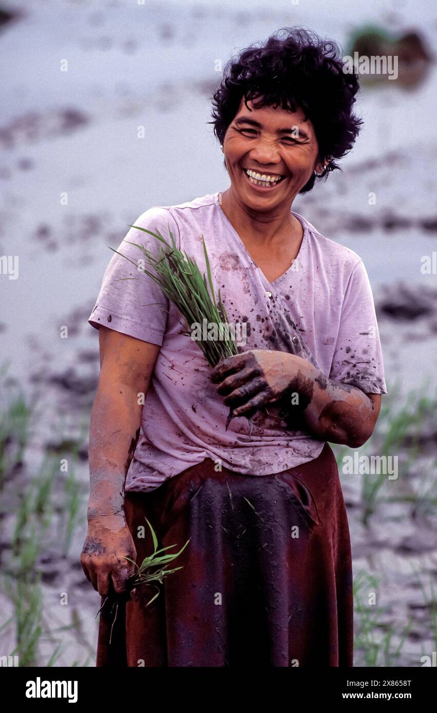 Philippinen, Luzon; Landarbeiter pflanzt Reispflanzen oder junge Reispflanzen auf einer Reisterrasse. Stockfoto