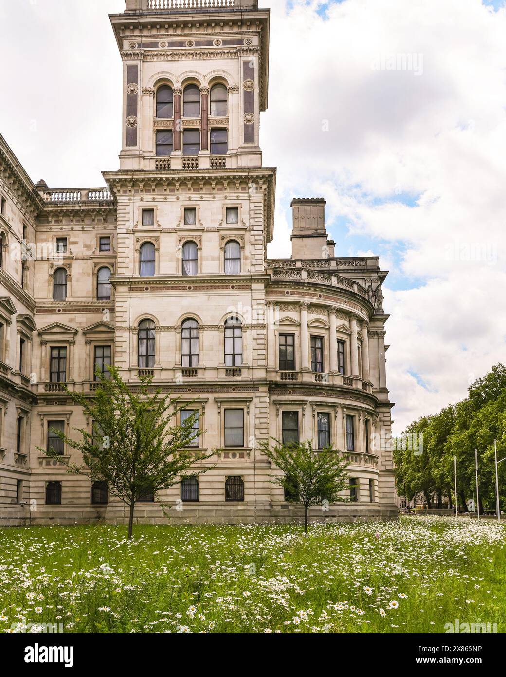 London, Großbritannien. Mai 2024. Die Rasenflächen vor dem Außenministerium und dem Finanzministerium in Westminster wurden zu einer wunderschönen Wildblumenwiese für Insekten und Bestäuber gelassen, die sie bei dem heutigen sonnigen Wetter genießen können. Viele Gärtner haben ihr Gras für den „No Mow May“ verlassen, um Bestäuber zu schützen und Bestäuber in der frühen Blütezeit zu züchten. Quelle: Imageplotter/Alamy Live News Stockfoto