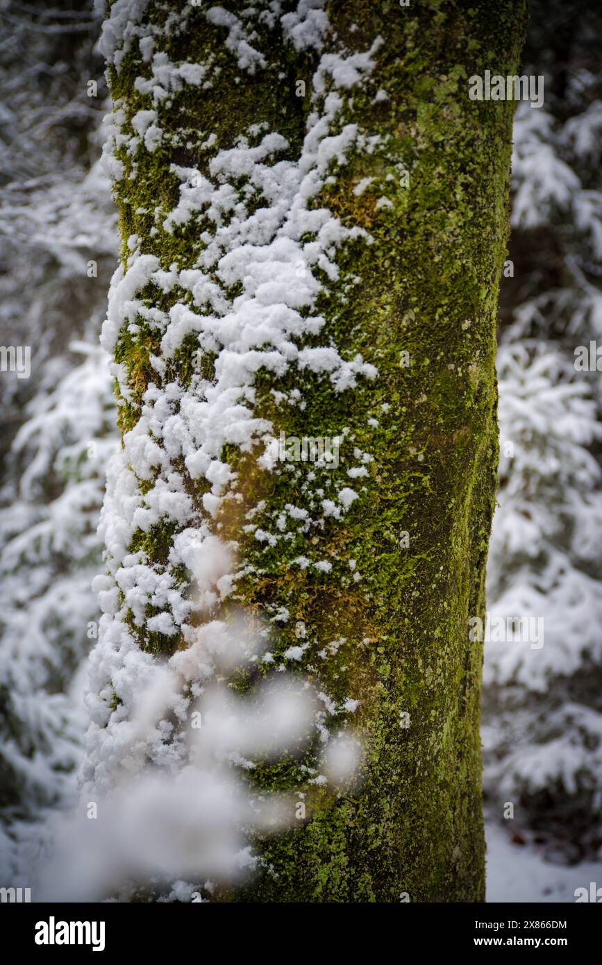 Schnee, Wald, Bäume, Winter, schneebedeckt, erster Schnee, Frühling, Waldstimmung, Kälte Stockfoto