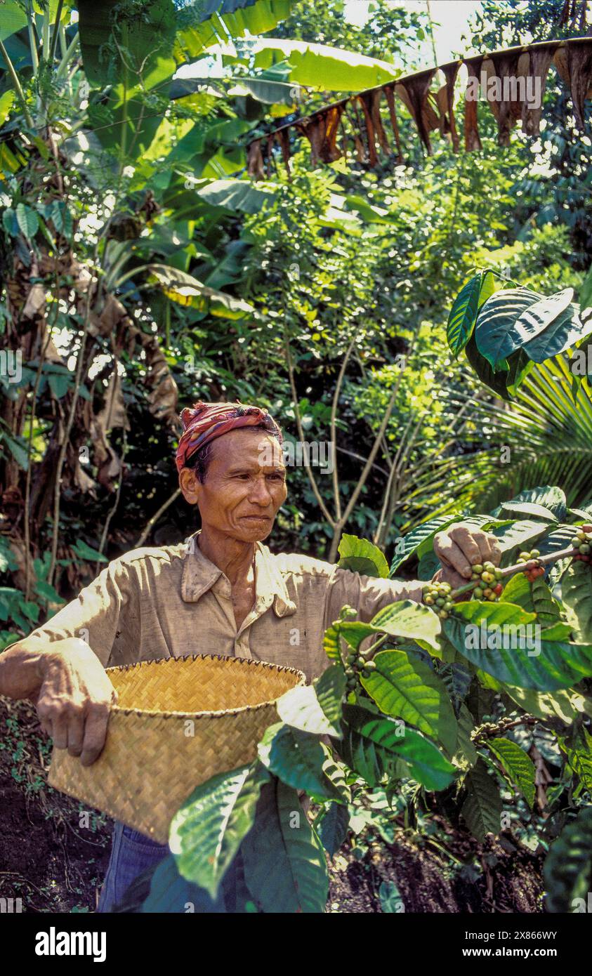Philippinen, Mindanao; Farmer erntet Kaffeebohnen auf einer Plantage. Stockfoto