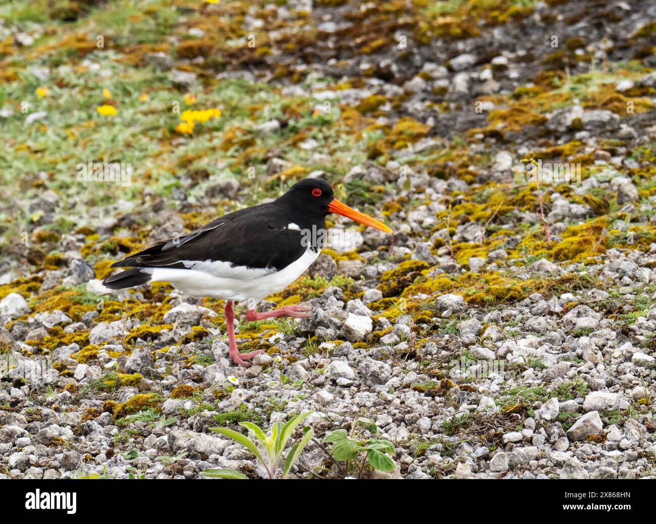Ein Austernfänger, Haematopus Ostralegus in Hodbarrow, Millom, Cumbria, Großbritannien. Stockfoto