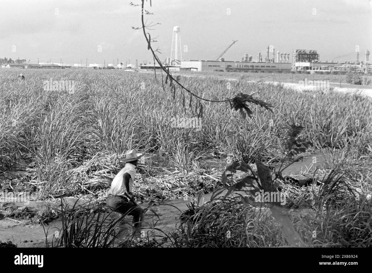Ein Arbeiter auf einer Zuckerrohrplantage, im Hintergrund eine Chemiefabrik, Puerto Rico 1966. Ein Arbeiter auf einer Zuckerrohrplantage, im Hintergrund eine Chemiefabrik, Puerto Rico 1966. Stockfoto