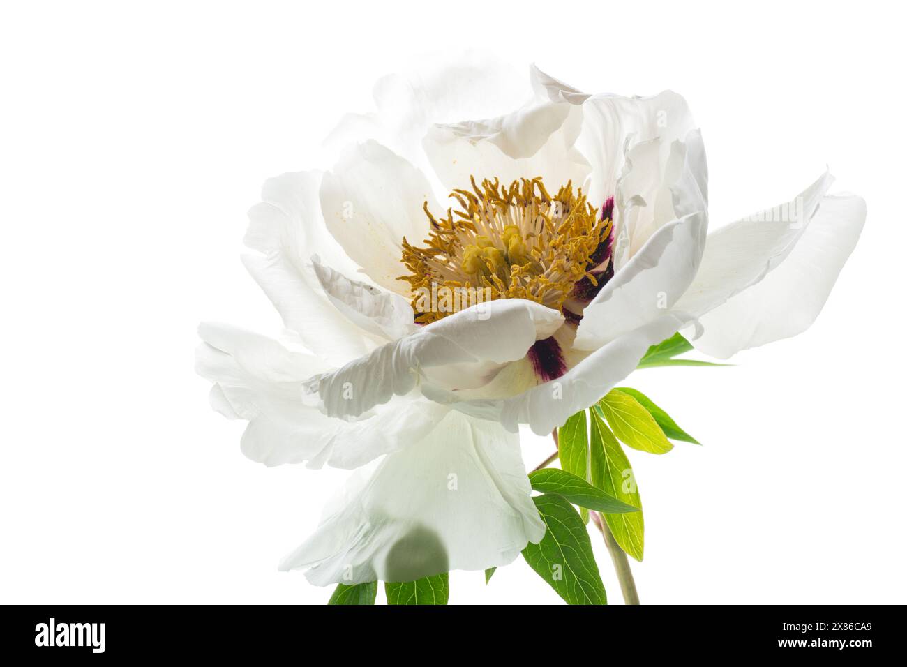 Weiße Baum Pfingstrose Blume, isoliert auf weißem Hintergrund Stockfoto