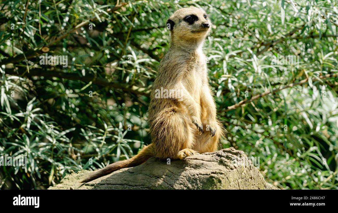 Erdmännchen Stockfoto