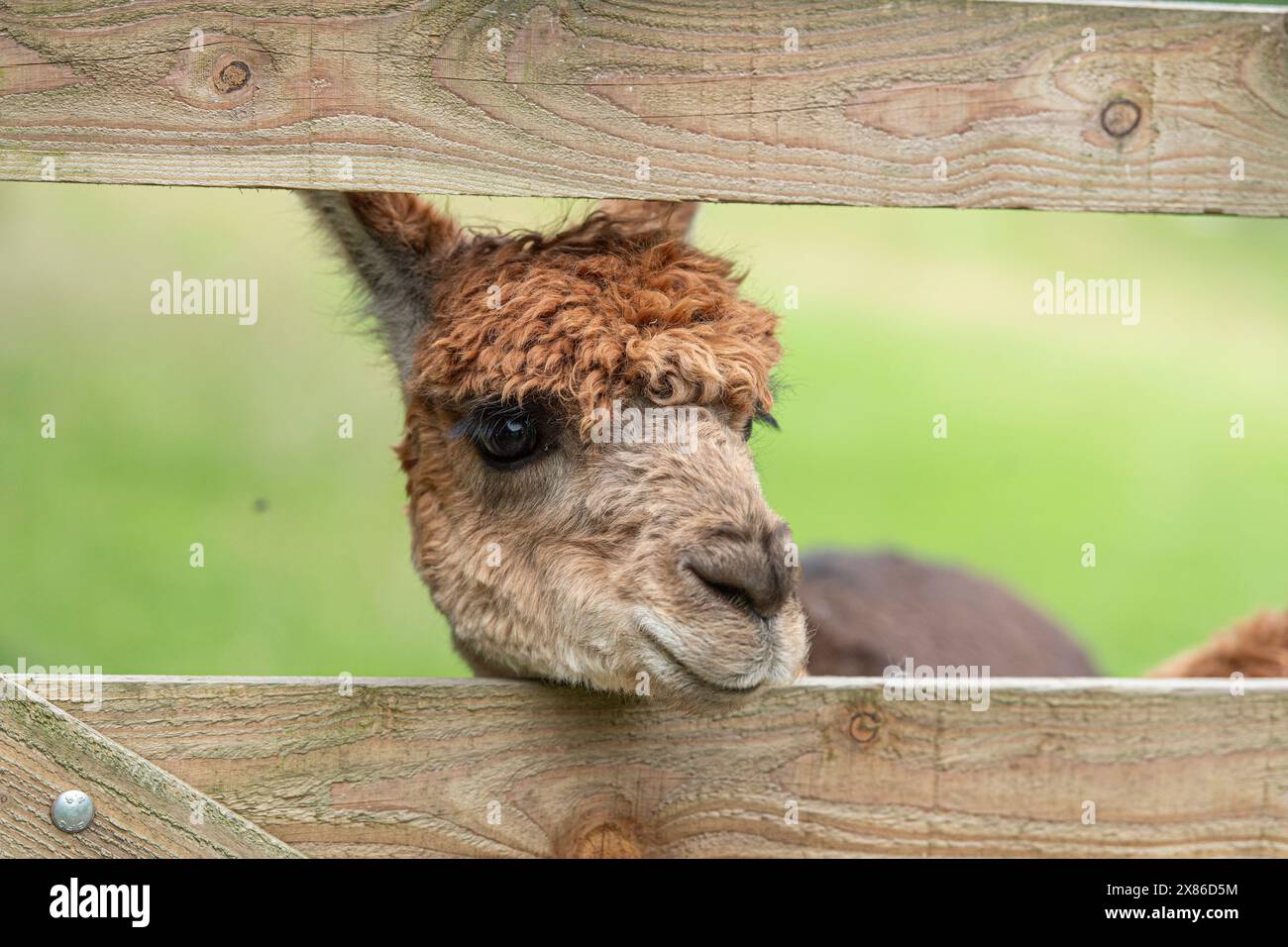 Alpaka, der durch ein Tor schaut Stockfoto