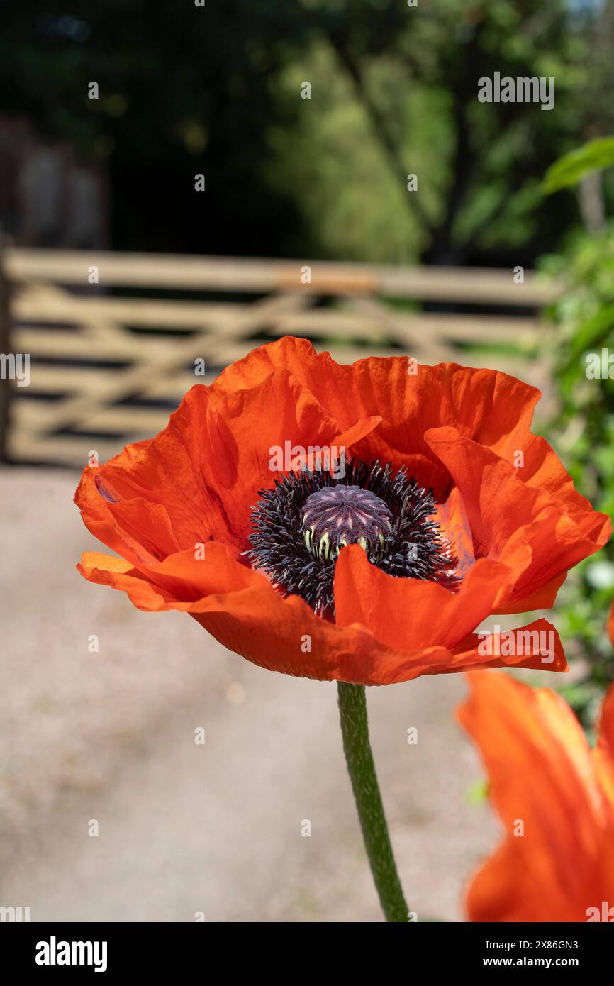 Nahaufnahme eines großen, hellroten Mohnblumenkopfes, der bei Sonnenschein im späten Frühling an einem Holztor in einer privaten Einfahrt in Großbritannien wächst. Stockfoto