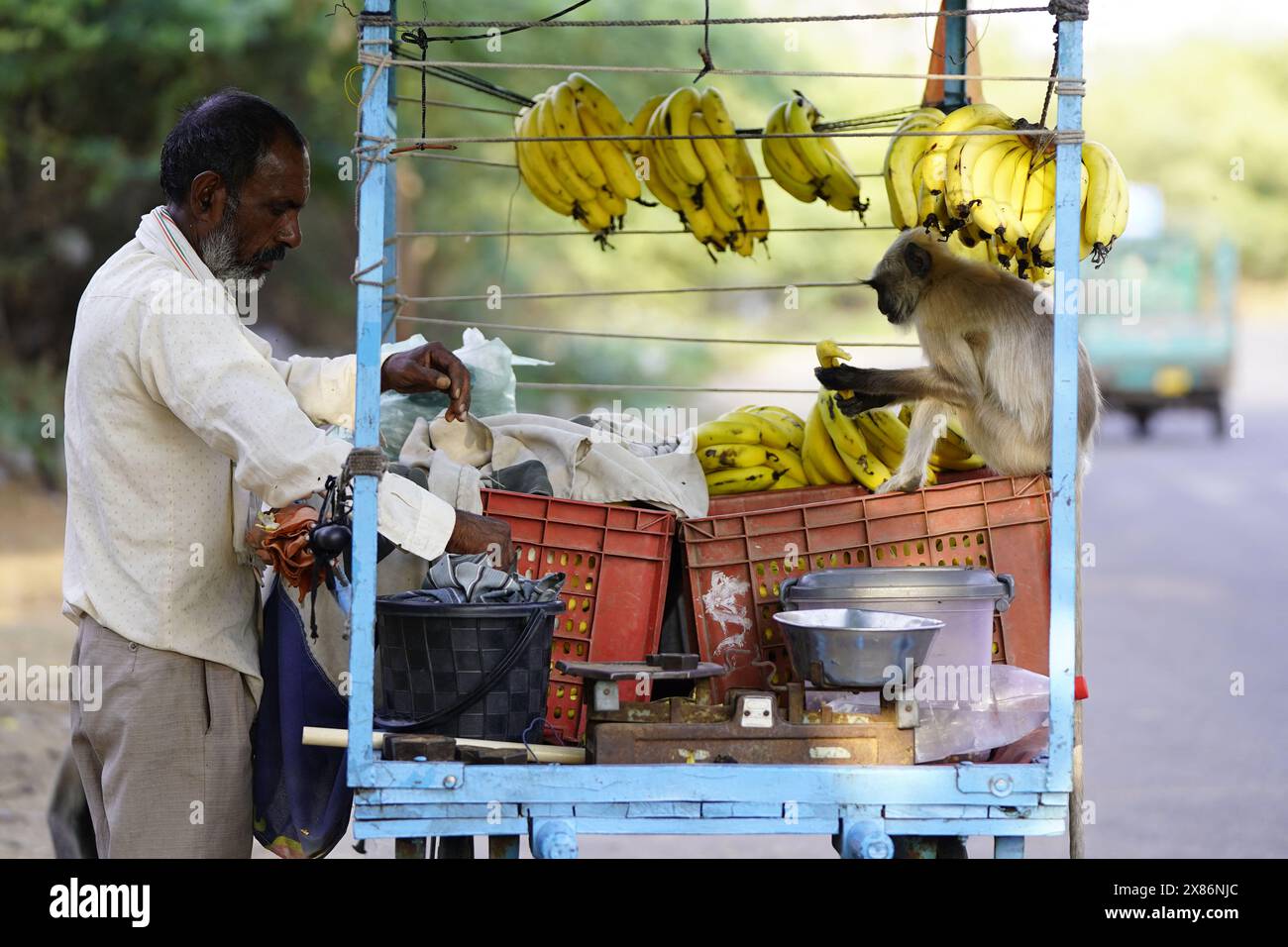 Puschkar, Indien. Mai 2024. Ein Mann füttert einen Langur-Affen oder Semnopithecus entellus oder Entelle des Indes (Entelle de l’Inde) an einem heißen Sommertag in Pushkar, Rajasthan, Indien am 22. Mai 2024. Foto von ABACAPRESS. COM Credit: Abaca Press/Alamy Live News Stockfoto