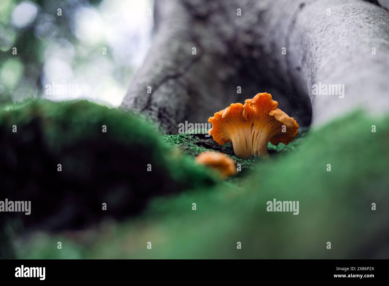 Goldene Pfifferlinge inmitten des grünen Mooses in der Nähe der alten Buche in einem Sommerwald Stockfoto