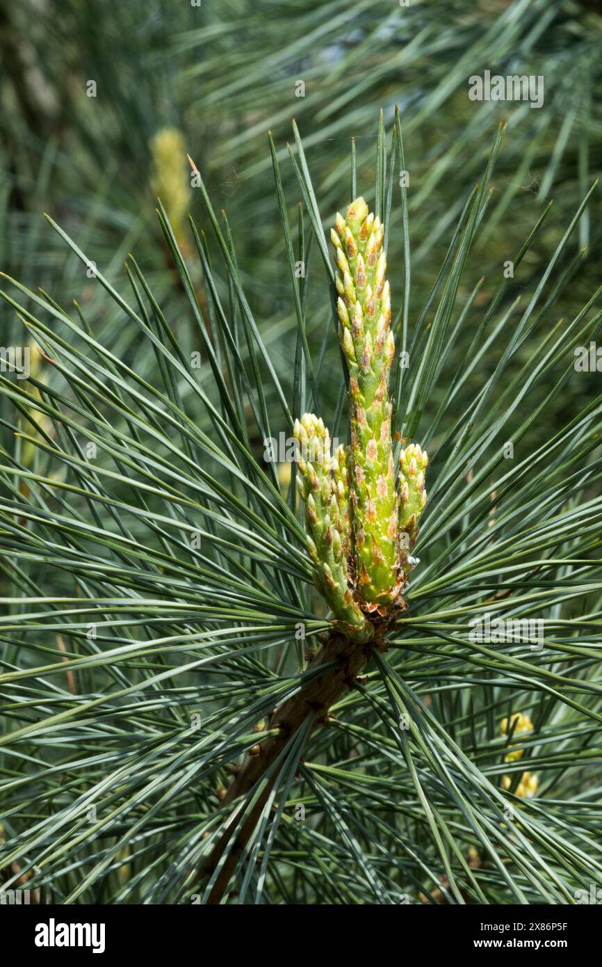 Kalifornische Zuckerpine Pinus lambertiana, Pino de Azucar Stockfoto