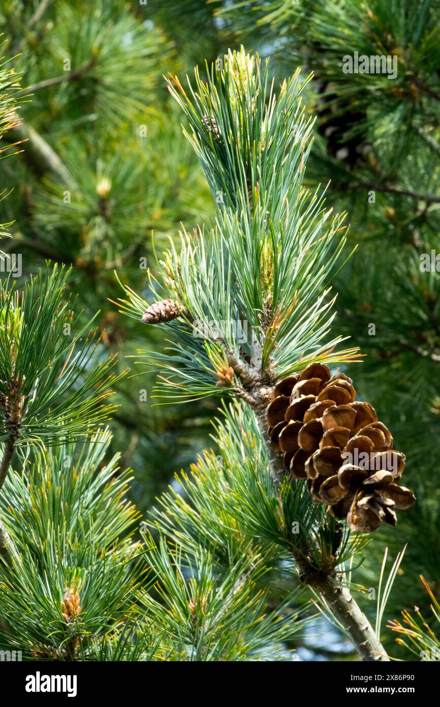 Weiblich, Kegel Pinus peuce 'glauca' Balkankiefer, Nadeln Stockfoto