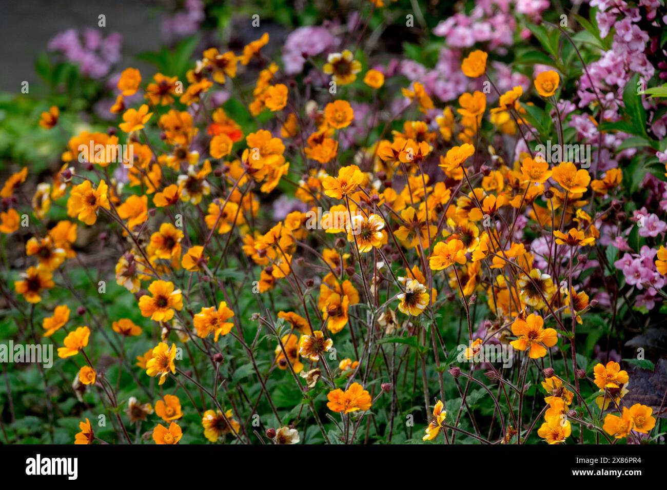 Orange, Avens, Geum „Carlskaer“ oder „Karlskaer“ Stockfoto