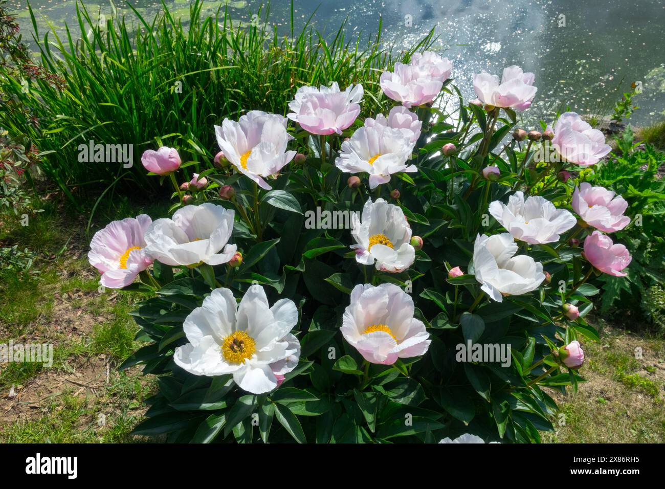 Chinesische Pfingstrose, Garten, klumpig getuftet, weiß Rosa, hübsch, Paeonia lactiflora Pfingstrosen Stockfoto