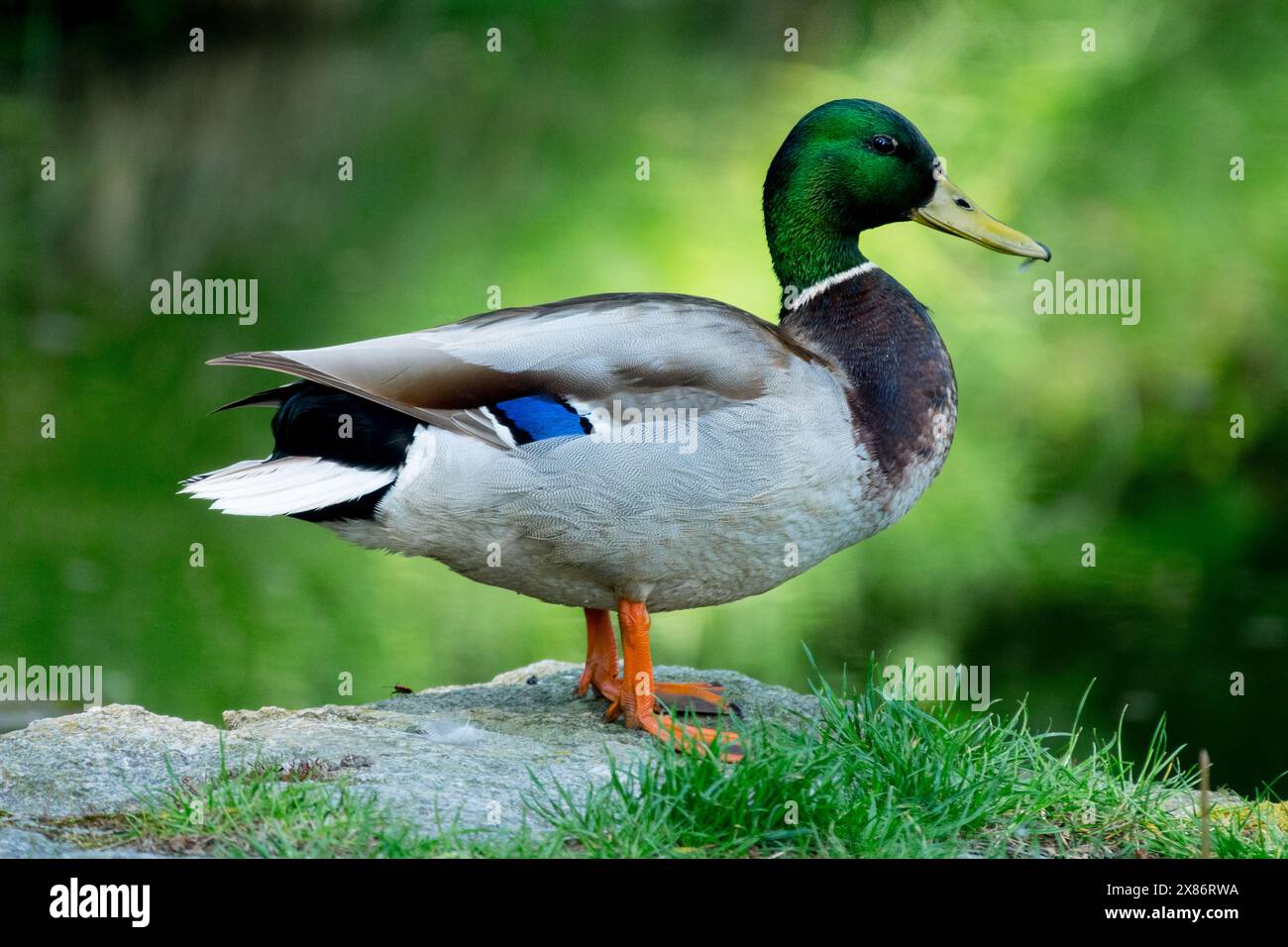 Anas platyrhynchos männliche Wildtiere Mallard Duck Drake Wild Duck Watervowl Stockfoto