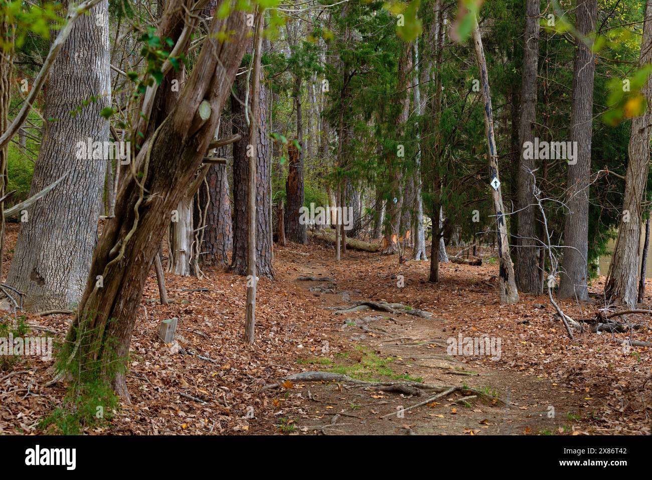 Trail on Dreher Island State Park ist ein Freizeitpark auf der größten Insel am Lake Murrry, die zuvor Bill Dreher gehörte, der 1857 geboren wurde und starb Stockfoto