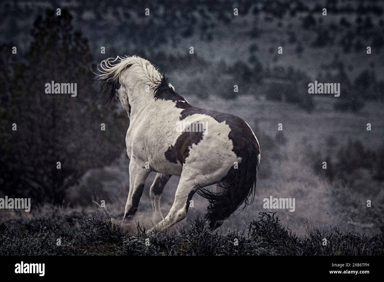 Die Steens Mountain Wildpferde können von Pinto über Buchsleder, Sauerampfer, Bucht, Palomino, Graubraun und Schwarz reichen. Stockfoto