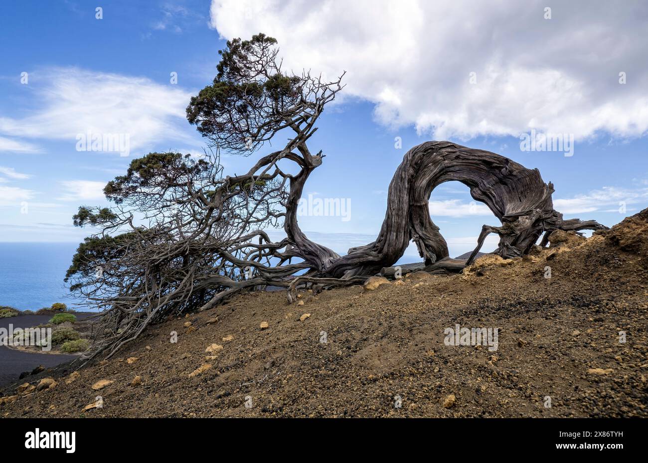 Wacholderbaum, der durch den Wind auf der Kanarischen Insel El Hierro geknickt wurde Stockfoto