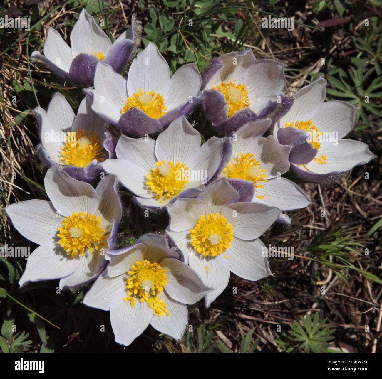 Pasqueflower (Anemone patens) lila Wildblumen in den Beartooth Mountains, Montana Stockfoto