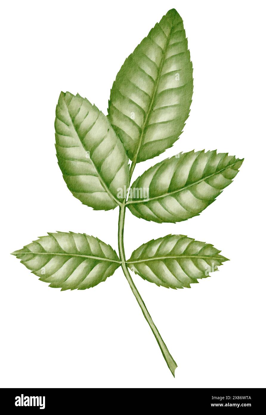 Zweig einer Rosenblume mit grünen Blättern. Aquarellillustration von Grün auf isoliertem Hintergrund für Grußkarten oder Hochzeitseinladungen. Zeichnung von Laub für Symbol oder Logo. Dekoratives Element. Stockfoto