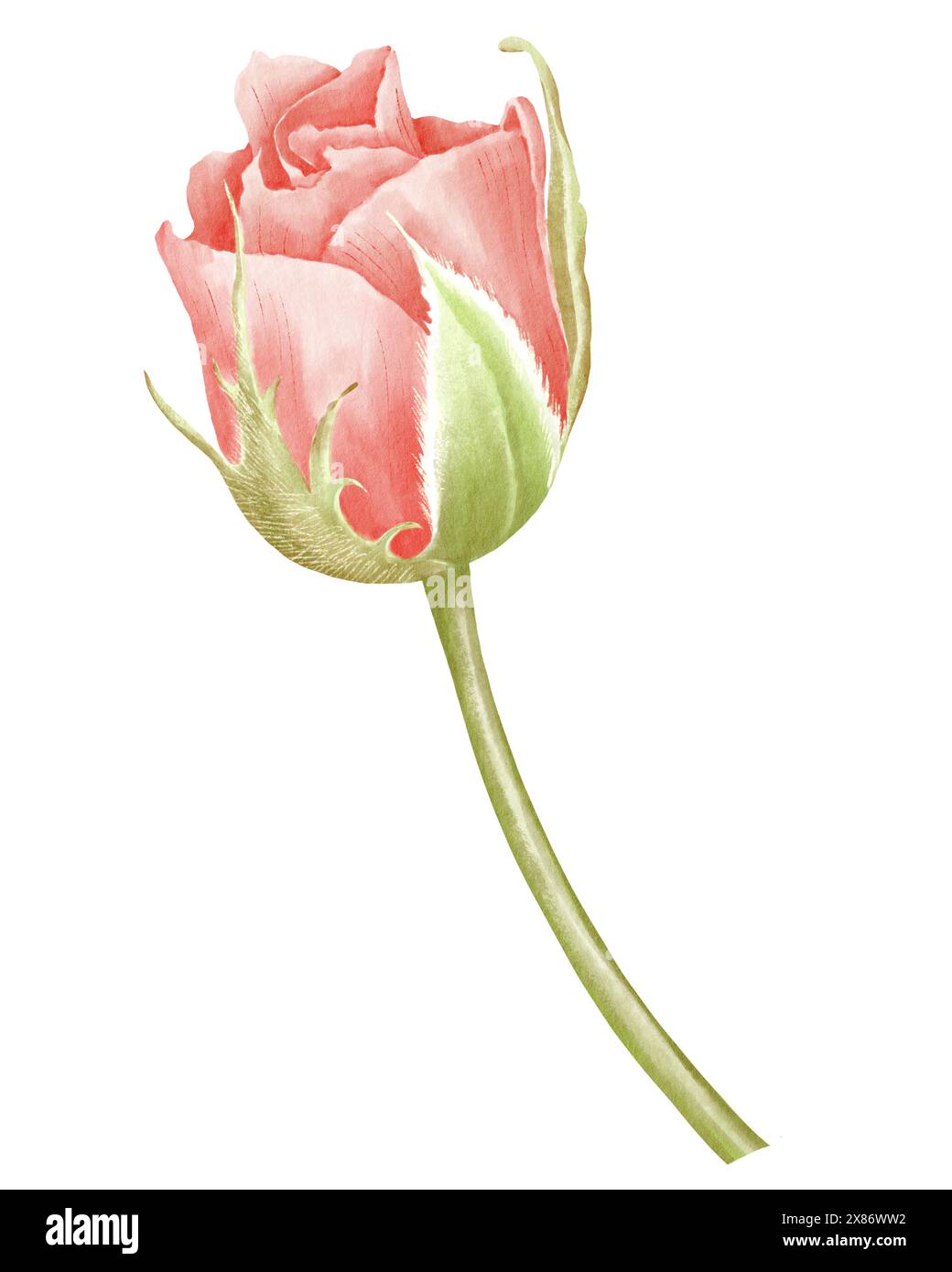 Aquarellillustration mit Rosenblume. Botanische Zeichnung mit roter und rosa Pflanze auf isoliertem Hintergrund. Blumenelement für Grußkarten oder Hochzeitseinladungen. Pflanzenknospen in zarten Pastellfarben. Stockfoto