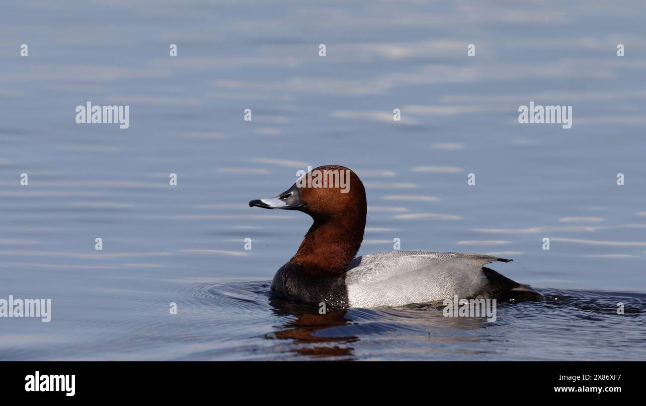 Gemeine Pochard-Männchen schwimmen in ruhigem Wasser Stockfoto