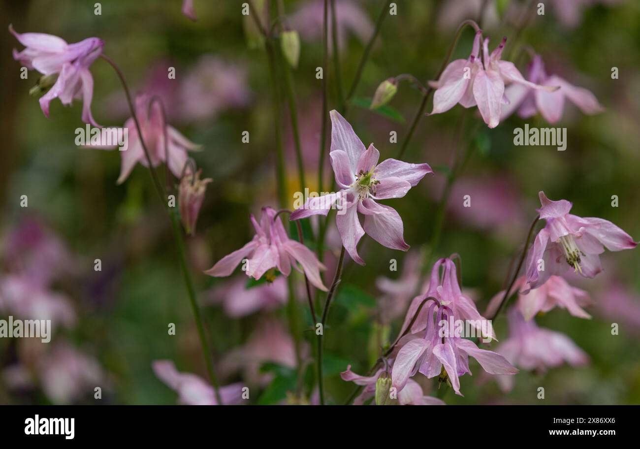 Blassrosa Aquilegien-Blüten. Auch bekannt als Columbine und Oma's Bonnet. Stockfoto