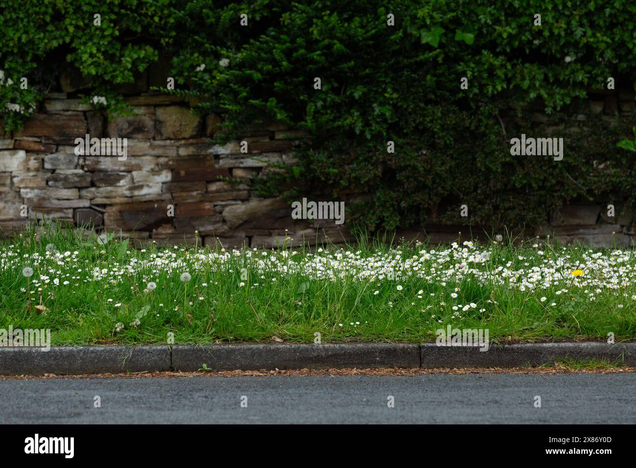Gänseblümchen und Löwenzahn wachsen an einem Grasrand. Das Gras wurde im Rahmen der Regelung „No Mow May“ zur Förderung der Bestäuber weiter wachsen gelassen. Stockfoto
