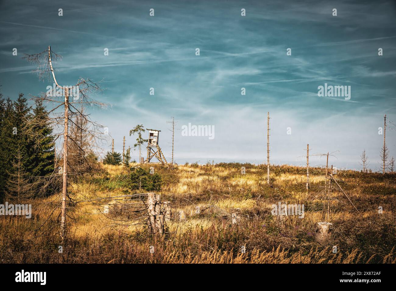 Nationalpark Harz Wald sterben toten Bäume Baum grau braun, Fichte Nadelbäume Berge, niedrige Bergketten Urlaub Natur Stockfoto