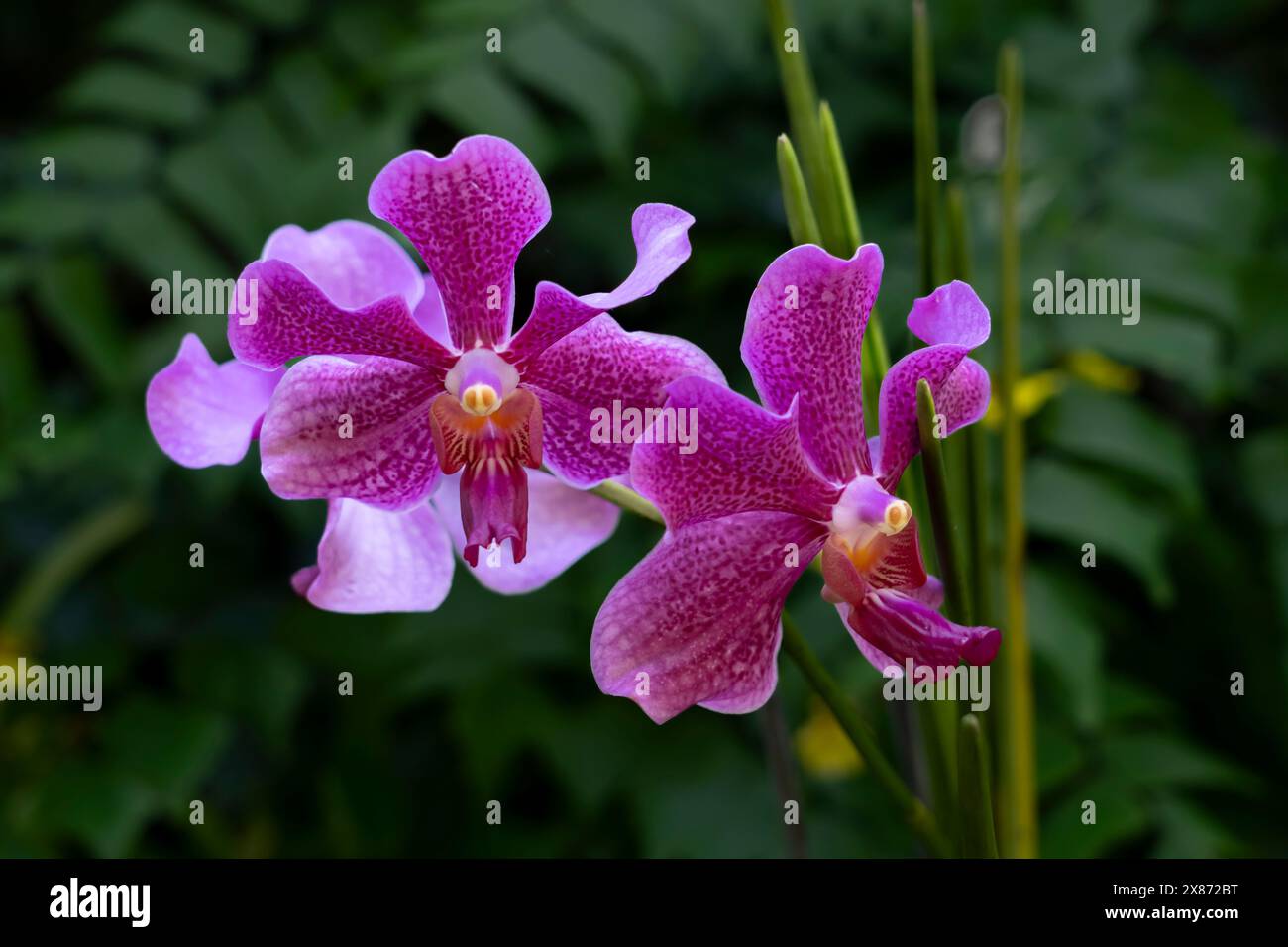 Nahaufnahme einer Orchidee in Lautoka, Fidschi, Südpazifik. Stockfoto