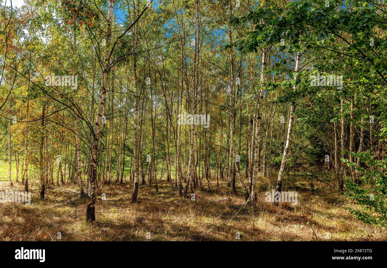 Bäume im Nationalpark Harz, Buchen, Wandern, Hexenstieg Stockfoto