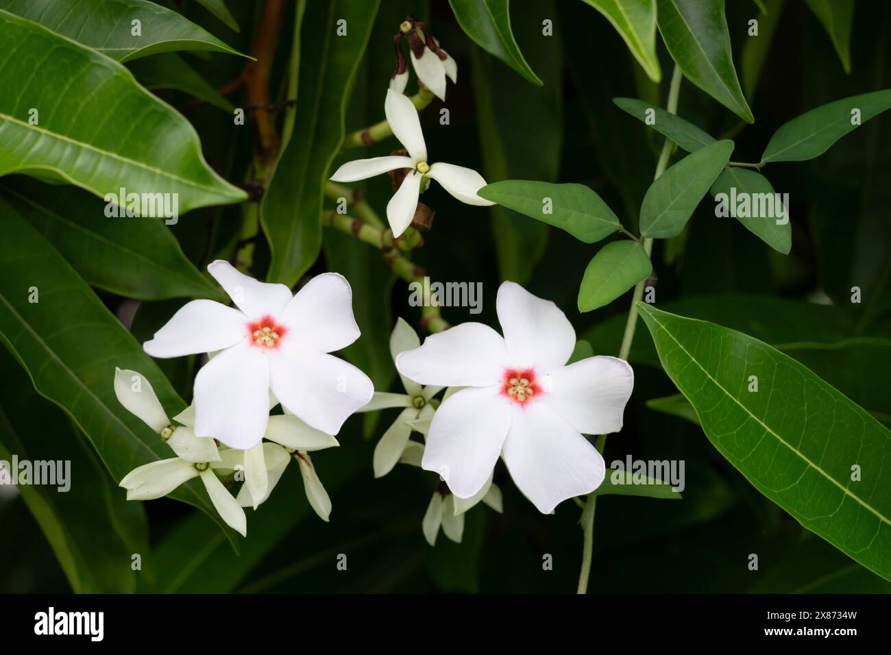 Gummibaum blht in einem Park in Apia Samoa, Sdpazifik Stockfotografie -  Alamy