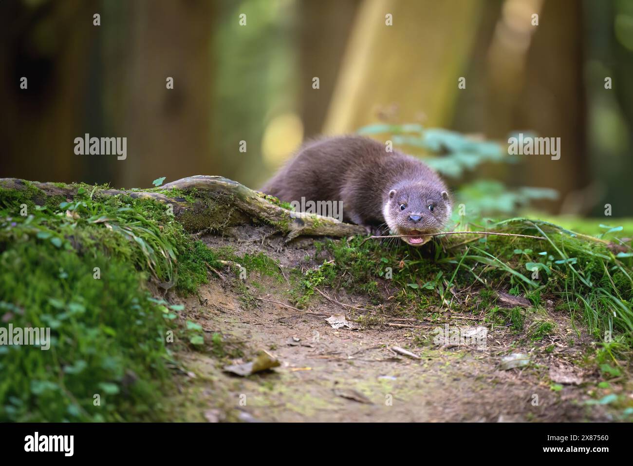 Ein Babyotter beißt einen Stock. Stockfoto