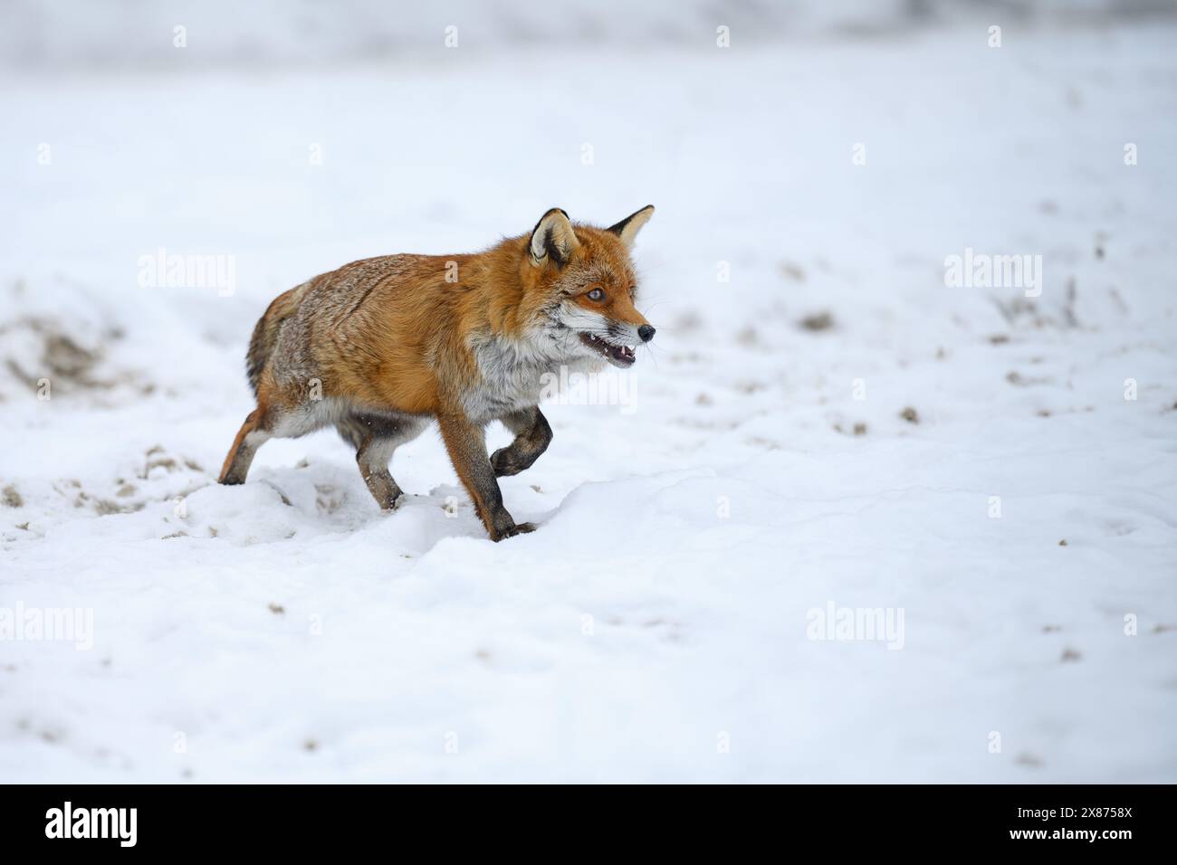 Ein Fuchs bewegt sich über eine verschneite Lichtung und sucht nach Beute. Stockfoto