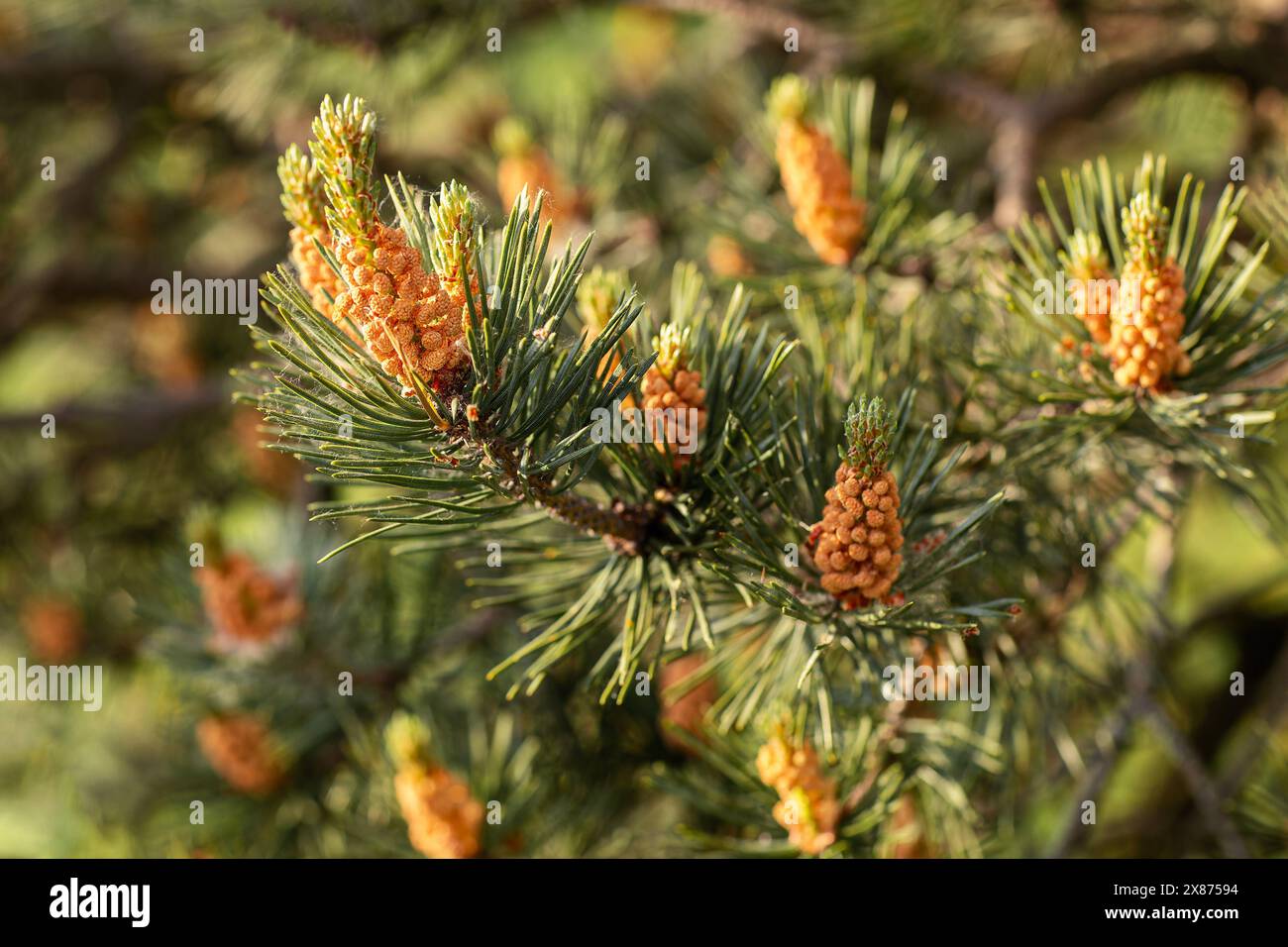 Ein Tannenzweig mit auftauchenden orangen jungen Tannenzapfen. Stockfoto