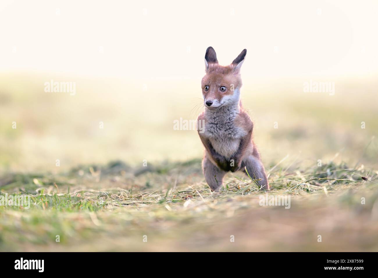 Foto von Rotfuchs in Bewegung. Stockfoto