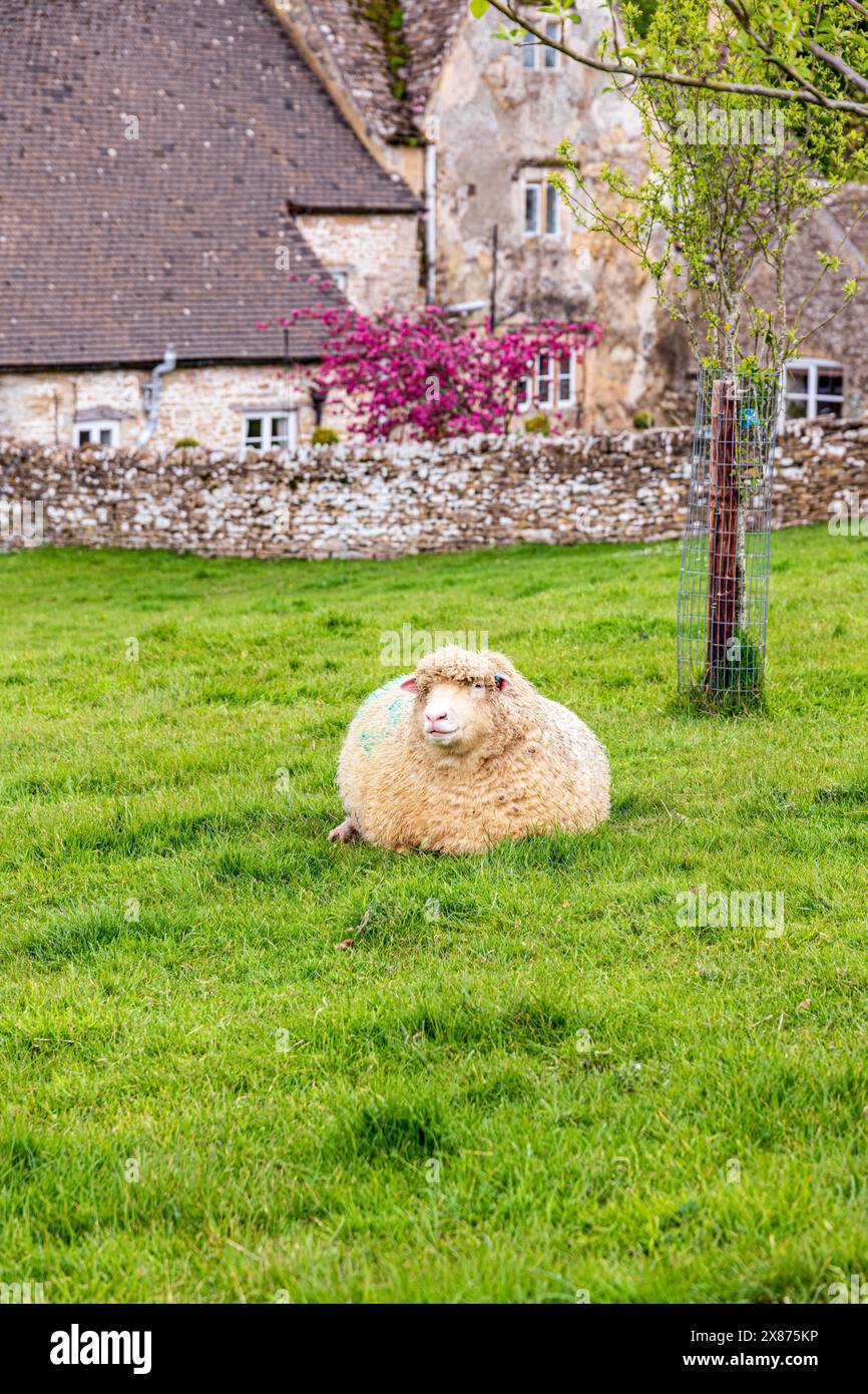 Ein Cotswold-Schaf neben der Manor Farm aus dem 17. Jahrhundert im Dorf Cotswold in Middle Duntisbourne, Gloucestershire, Großbritannien Stockfoto