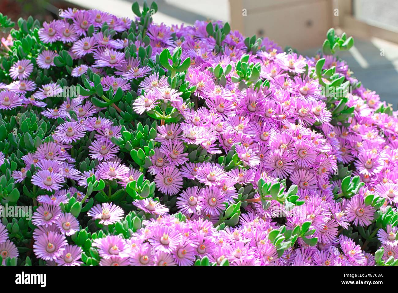 Eine lebhafte Ansammlung rosafarbener Eispflanzen in voller Blüte mit grünen saftigen Blättern. Stockfoto