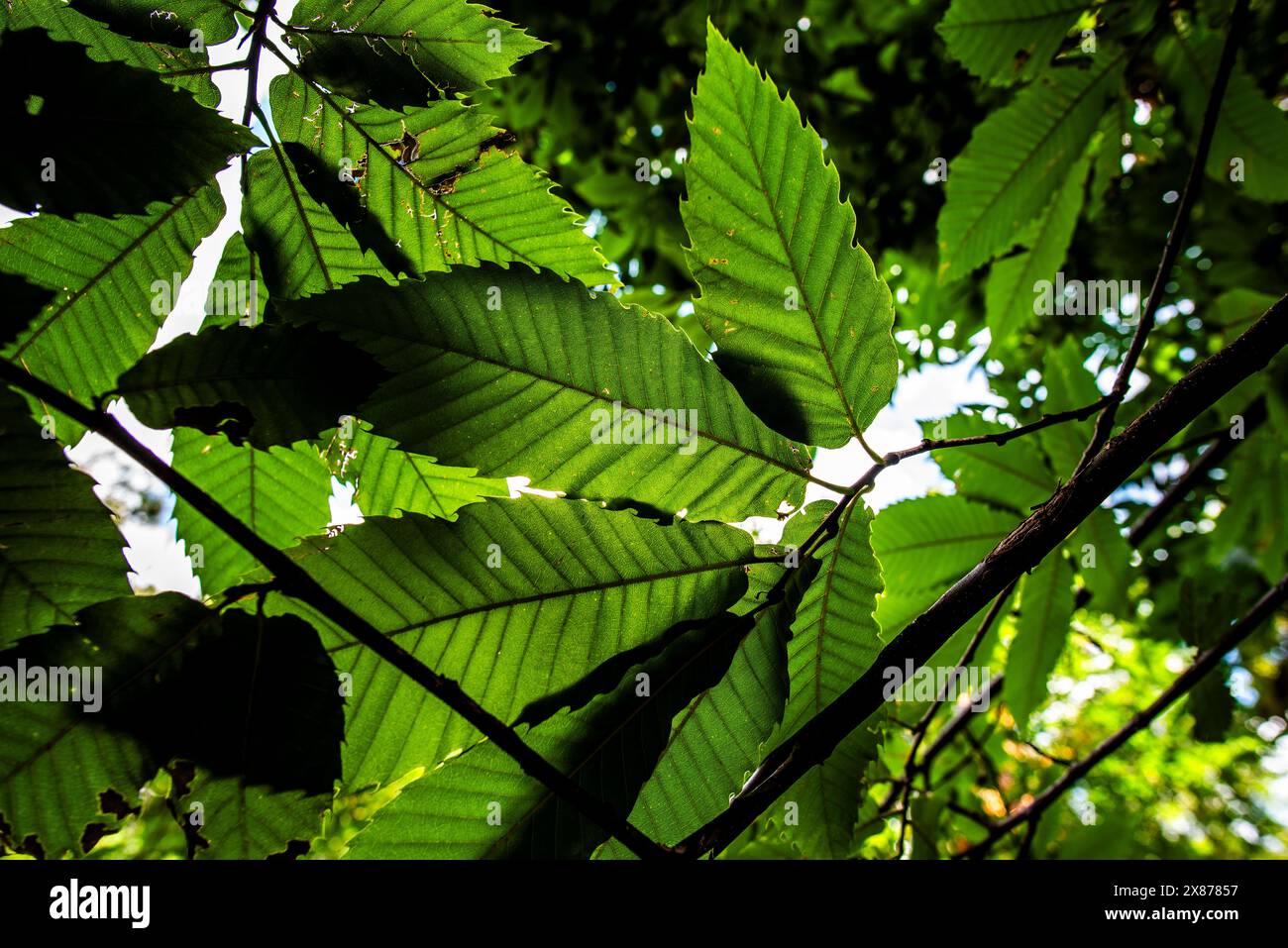 Nahaufnahme eines noch grünen Kastanienigels von Castanea sativa auf dem Baum, fotografiert mit den grünen Blättern im Frühling eines Kastanienbaums im Wald Stockfoto