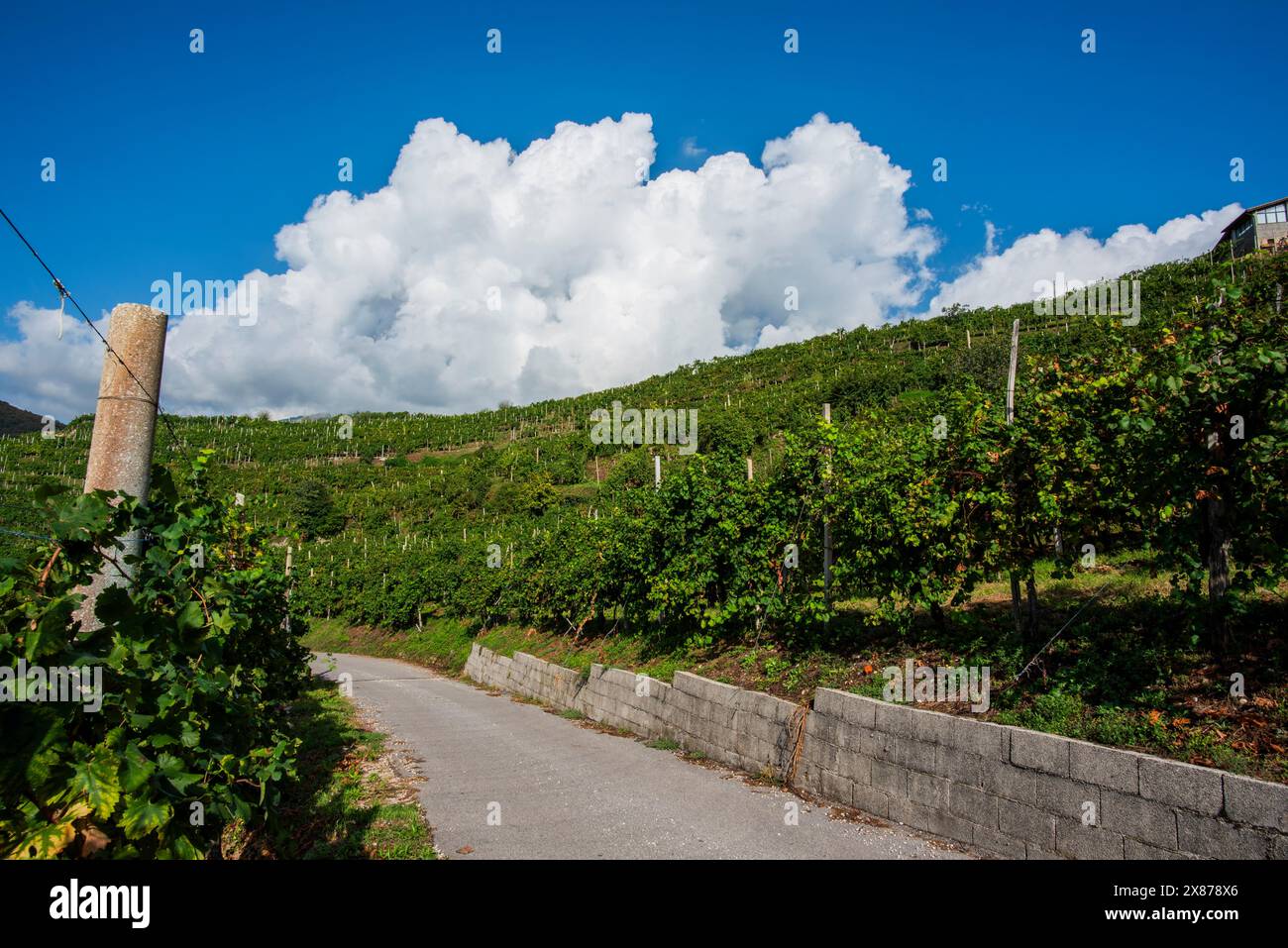 Nahaufnahme der Prosecco-Hügel bei Vidor bei Treviso Nahaufnahme eines Stiels von Prosecco-Rebblättern im Frühjahr bei Castelfranco Veneto in Veneto Ita Stockfoto