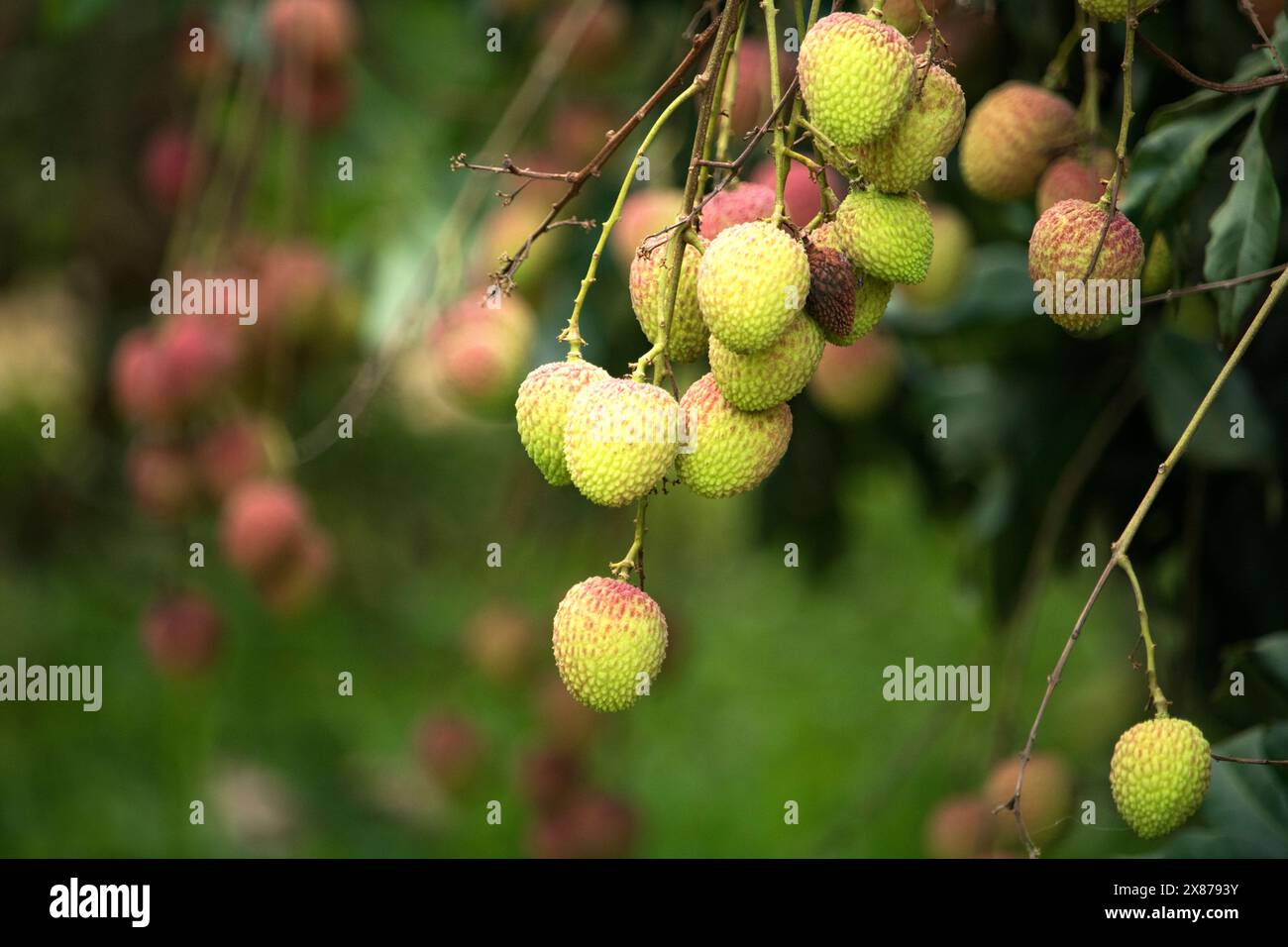 Frische reife Litschi-Früchte hängen auf Litschi-Baum im Plantagengarten. Schließen Sie Litschi Bäume Obst. Stockfoto