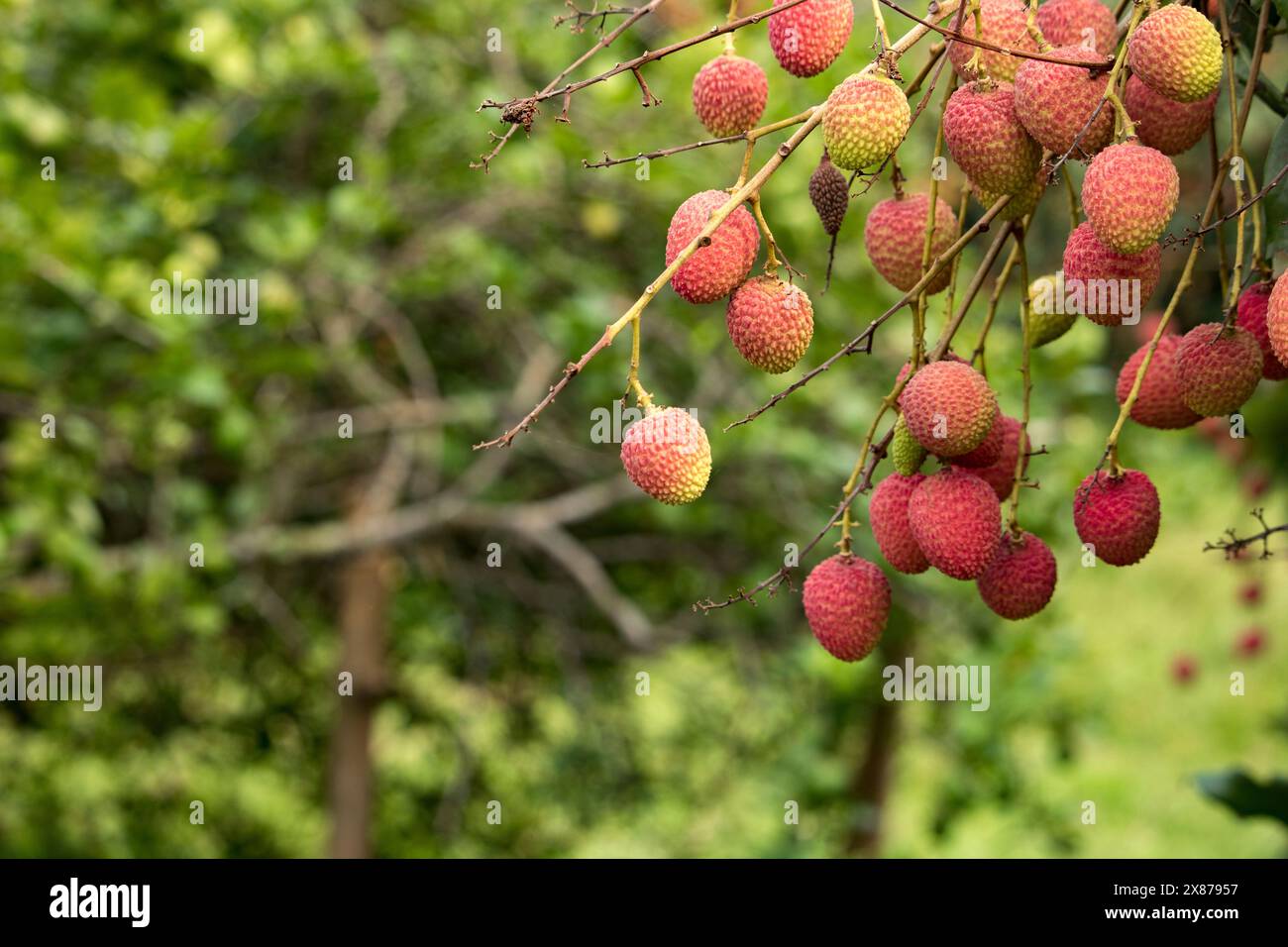 Frische reife Litschi-Früchte hängen auf Litschi-Baum im Plantagengarten. Schließen Sie Litschi Bäume Obst. Stockfoto