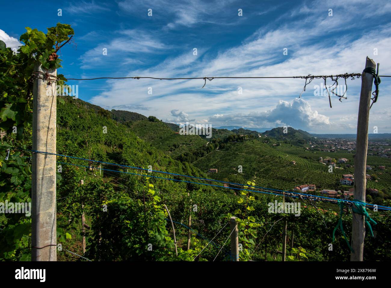 Nahaufnahme der Prosecco-Hügel bei Vidor bei Treviso Nahaufnahme eines Stiels von Prosecco-Rebblättern im Frühjahr bei Castelfranco Veneto in Veneto Ita Stockfoto