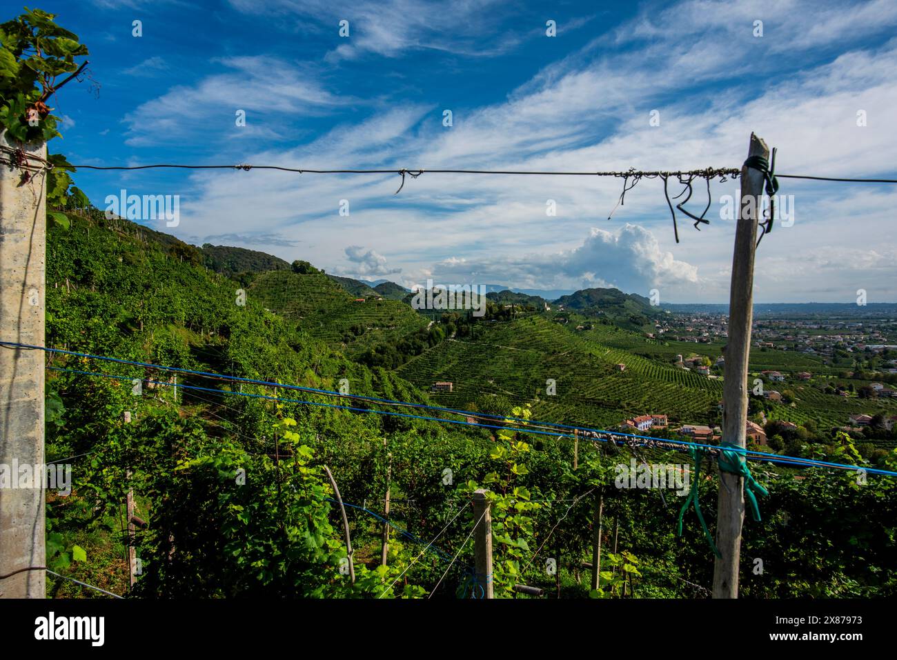 Nahaufnahme der Prosecco-Hügel bei Vidor bei Treviso Nahaufnahme eines Stiels von Prosecco-Rebblättern im Frühjahr bei Castelfranco Veneto in Veneto Ita Stockfoto